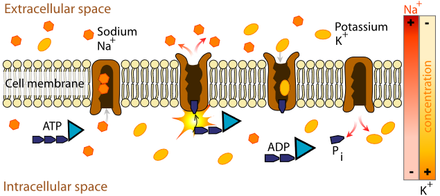 bem-pemf-cell atp scheme